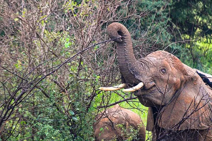 Elephant feeding